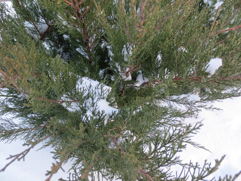 Snow-covered Evergreen Bush