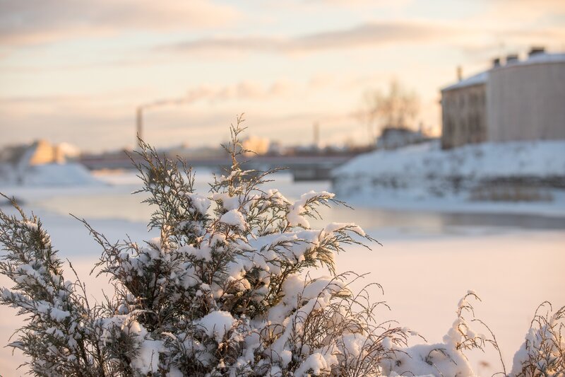 Snow-covered Evergreen Bush — White