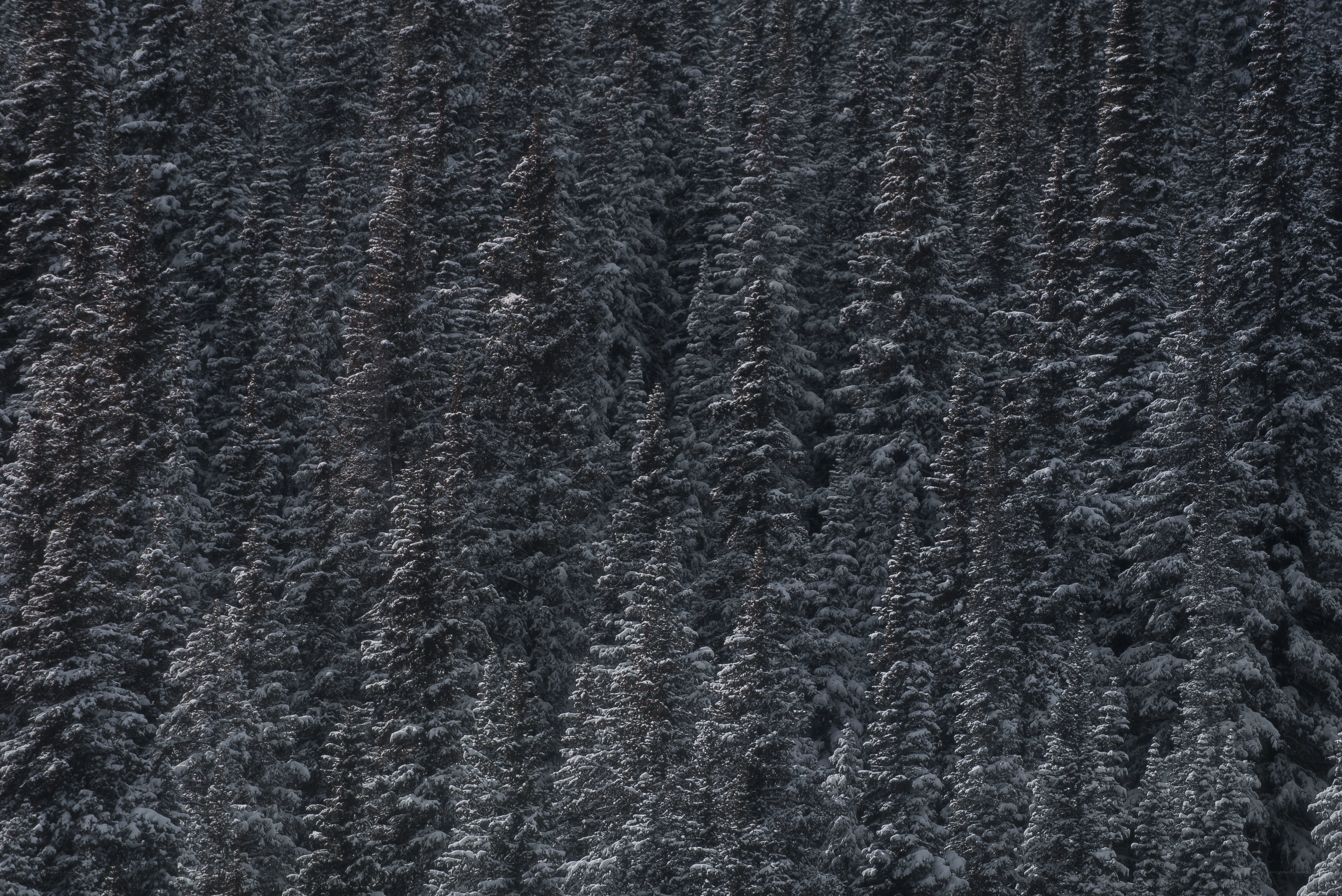 snow-covered evergreen forest