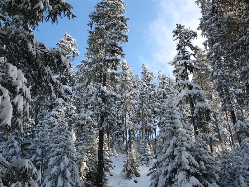 snow-covered evergreen forest