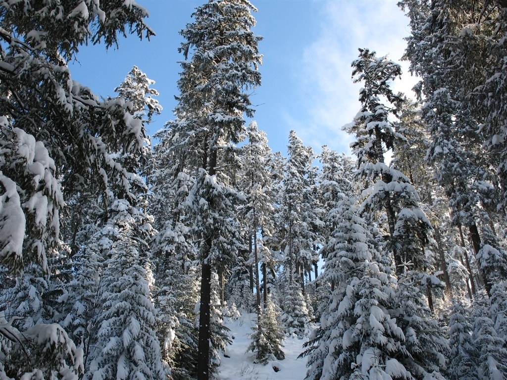 snow-covered evergreen forest