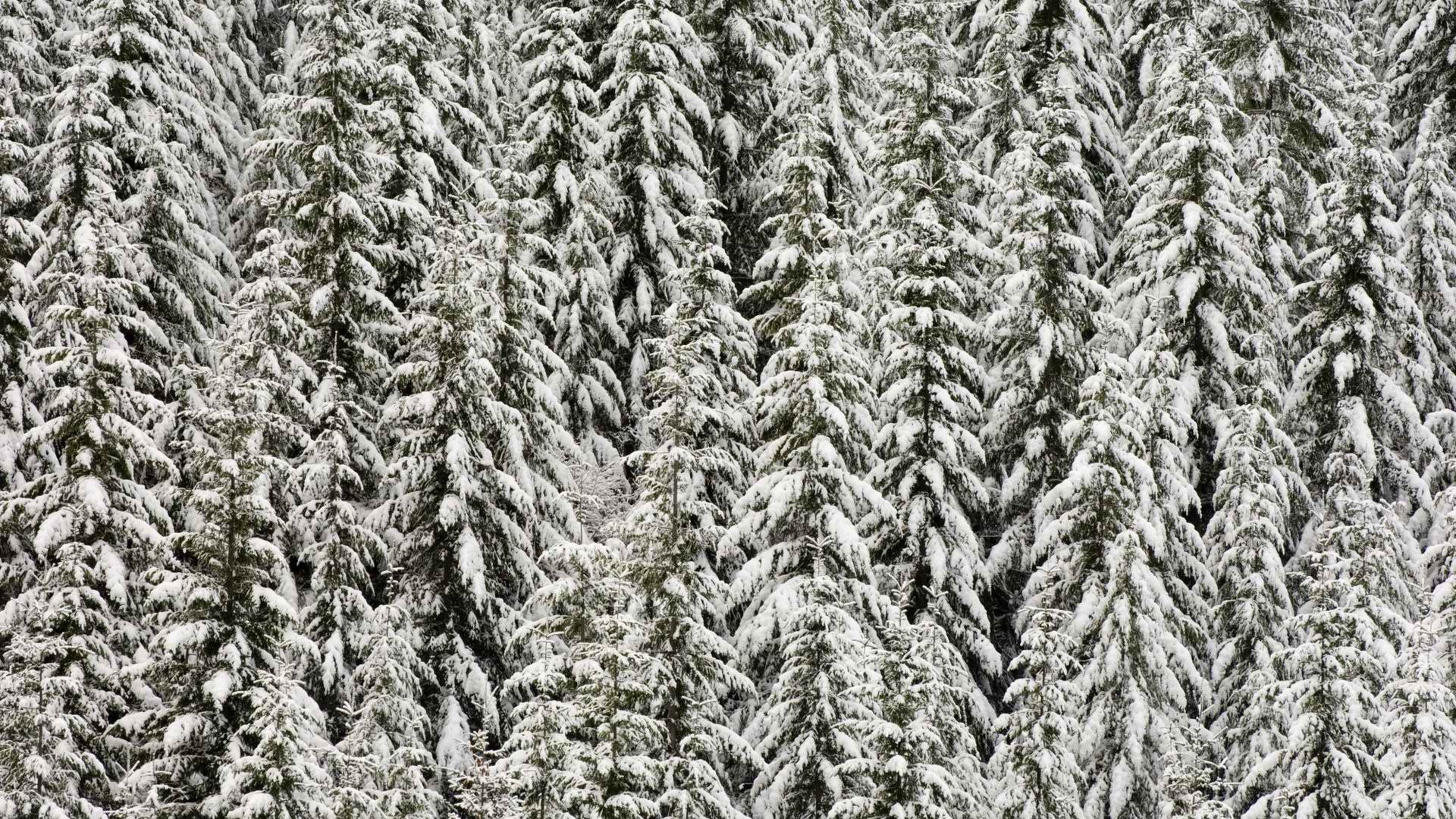 snow-covered evergreen forest