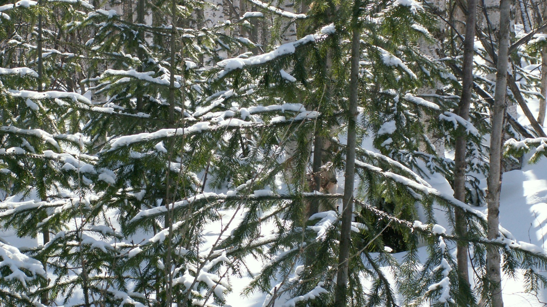 snow-covered evergreen forest