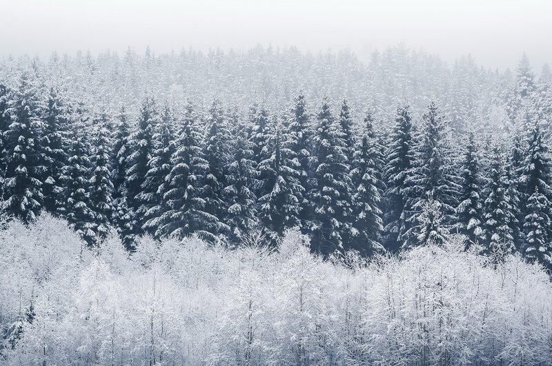Snow-covered Evergreen Forest — White, Serene, Winter