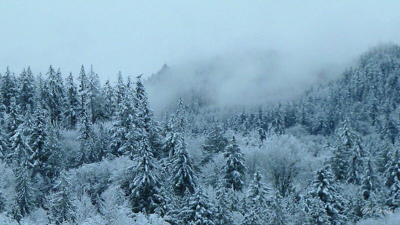 Snow-covered Evergreen Forest — White