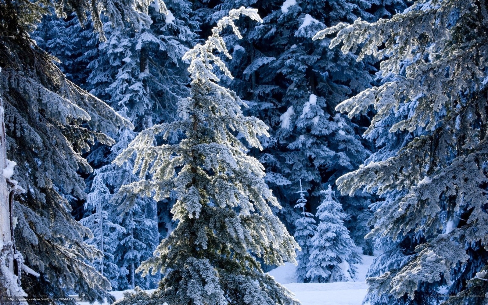 Snow-covered evergreen forest