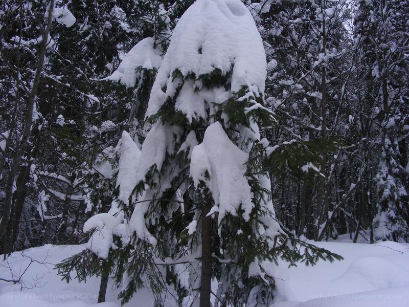 Snow-covered evergreen in winter forest