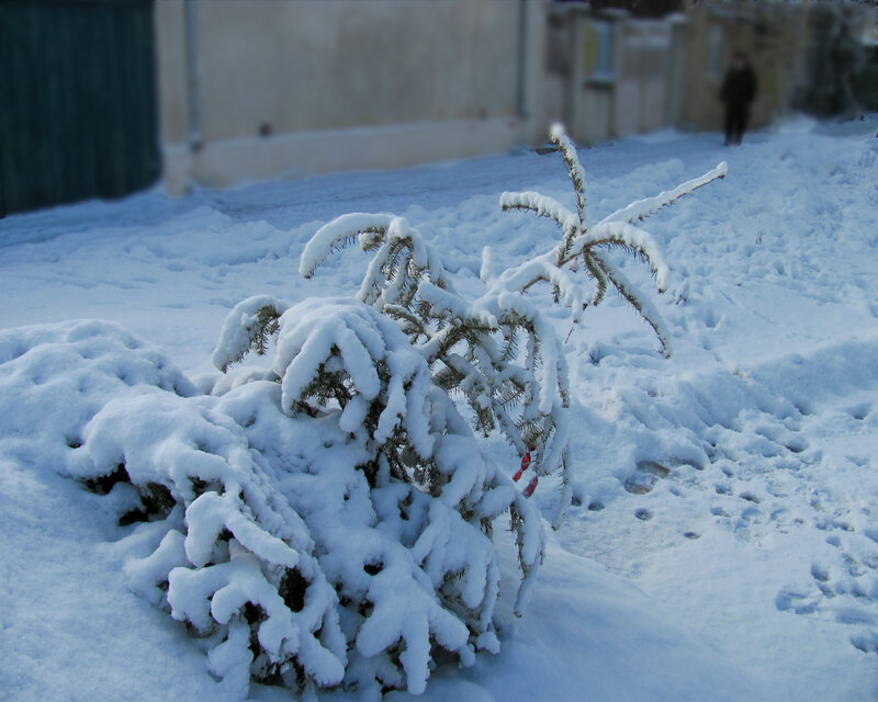 Snow-covered evergreen in winter
