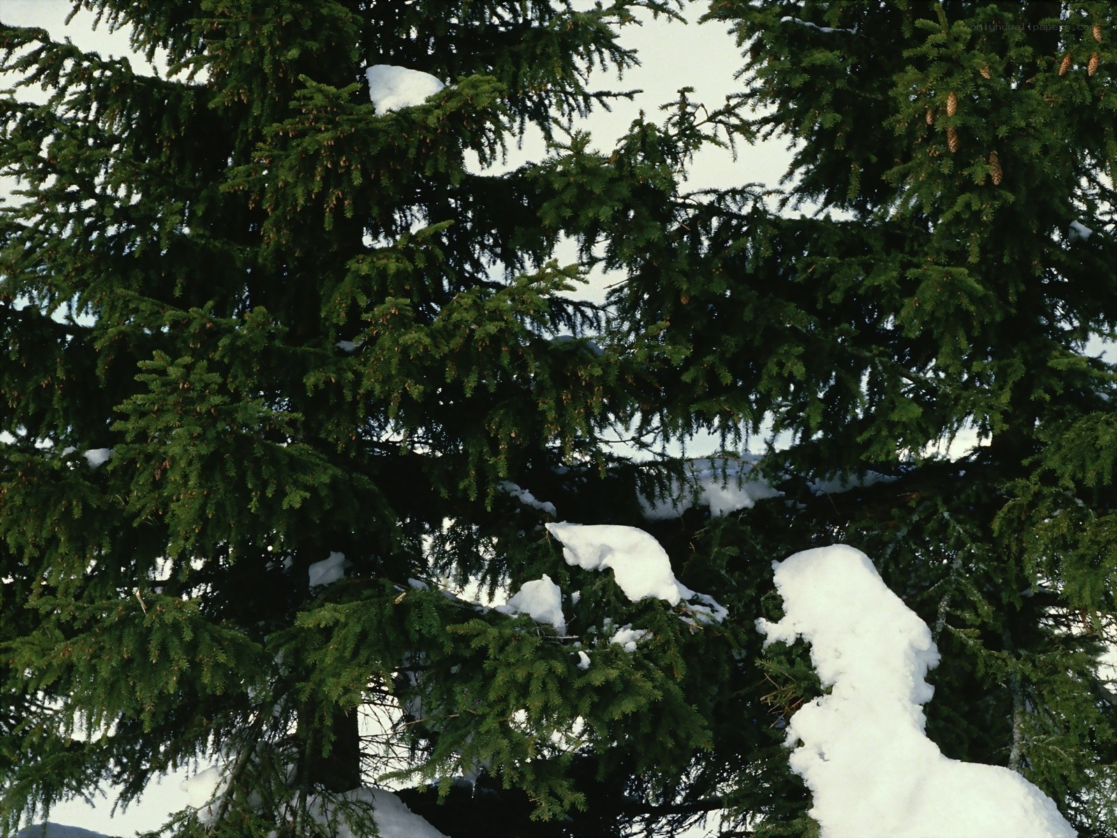 Snow-covered evergreen tree