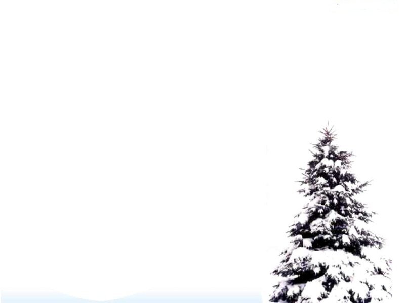 snow-covered evergreen tree