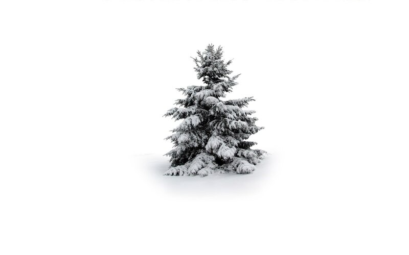snow-covered evergreen tree