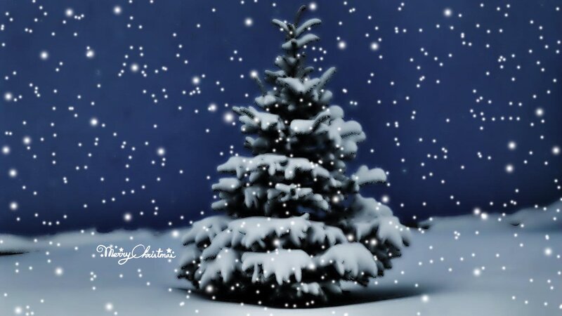 Snow-covered Evergreen Tree — Blue, Serene