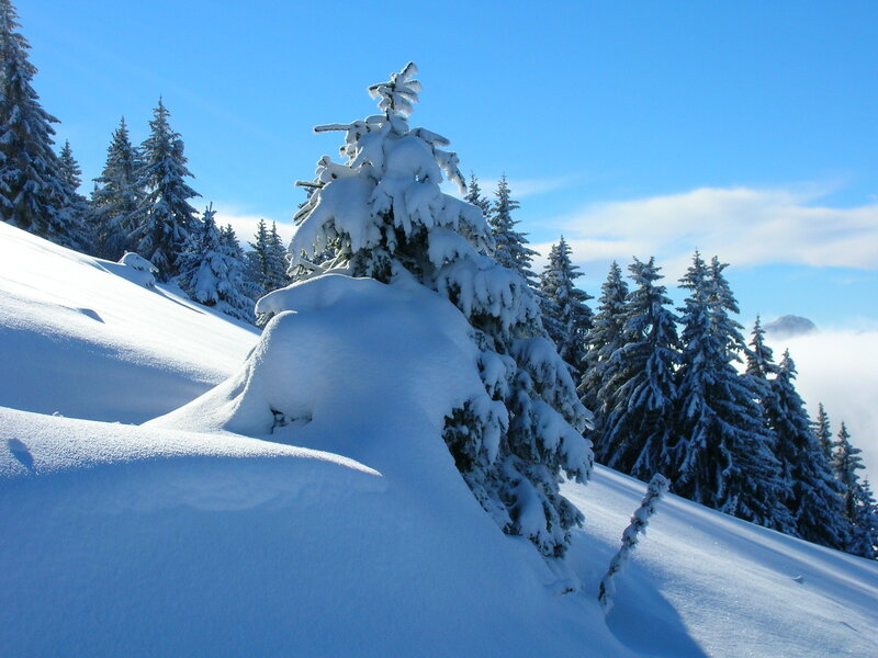 Snow-covered Evergreen Tree — Blue, Serene, Winter, Photograph, Snow