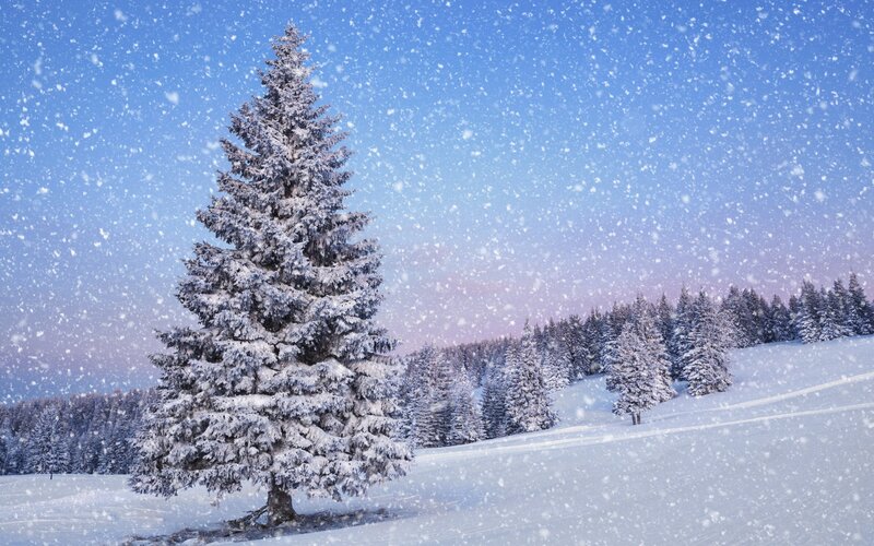 Snow-covered Evergreen Tree — Blue, Serene, Winter, Photograph