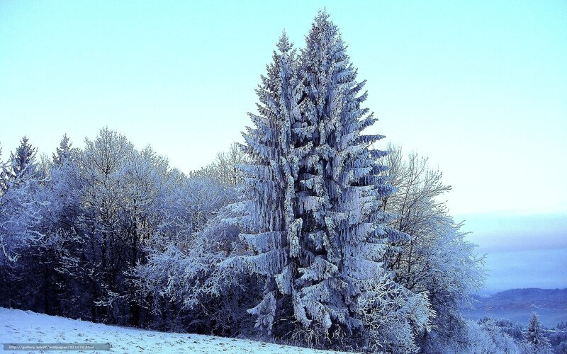 Snow-covered Evergreen Tree — Blue, Serene, Winter