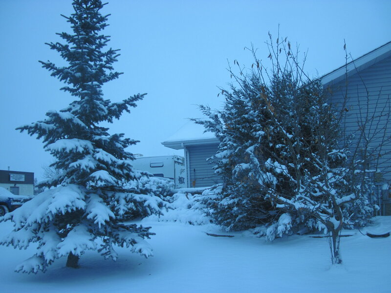 Snow-covered Evergreen Tree — Blue
