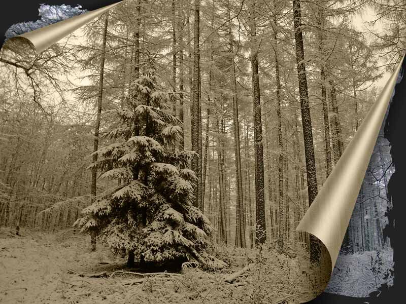 Snow-covered Evergreen Tree — Brown