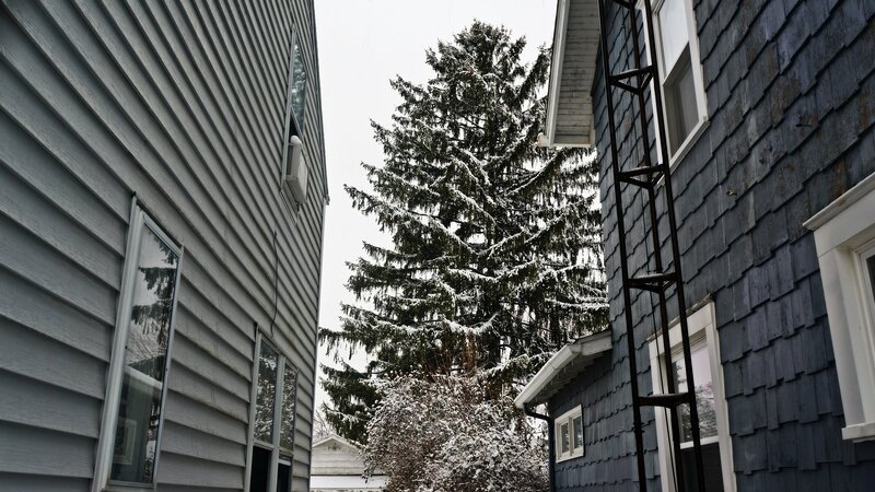 Snow-covered Evergreen Tree — Gray