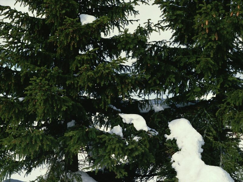 Snow-covered Evergreen Tree — Green, Calm