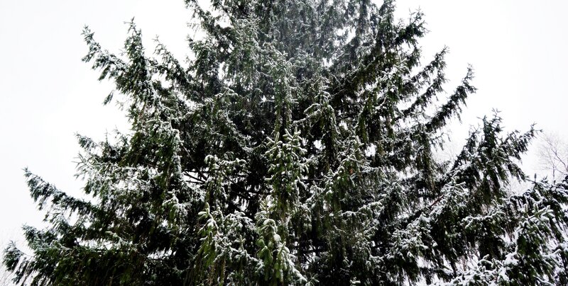 Snow-covered Evergreen Tree — Green, Calm, Winter