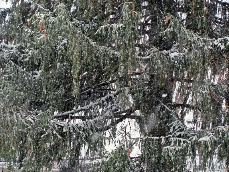 Snow-covered Evergreen Tree — Green