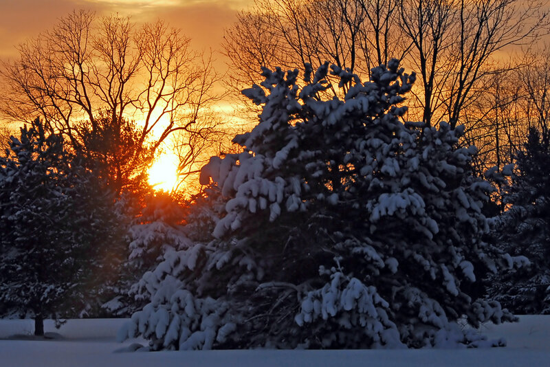 Snow-covered Evergreen Tree — Orange