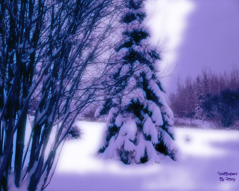 Snow-covered Evergreen Tree — Purple, Serene