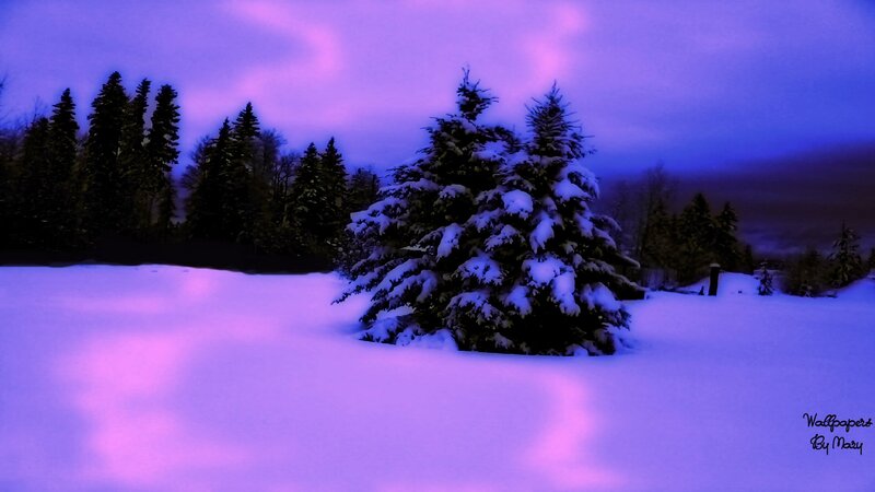 Snow-covered Evergreen Tree — Purple, Serene, Winter