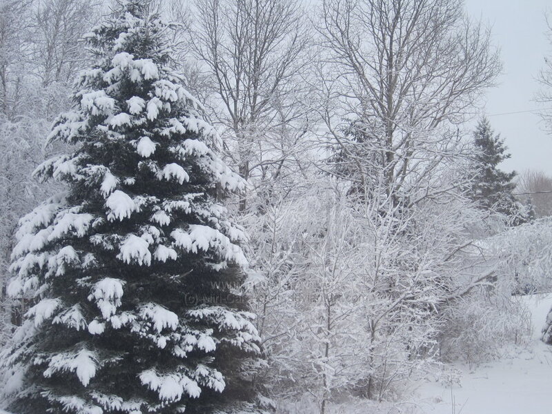 Snow-covered Evergreen Tree — White, Calm