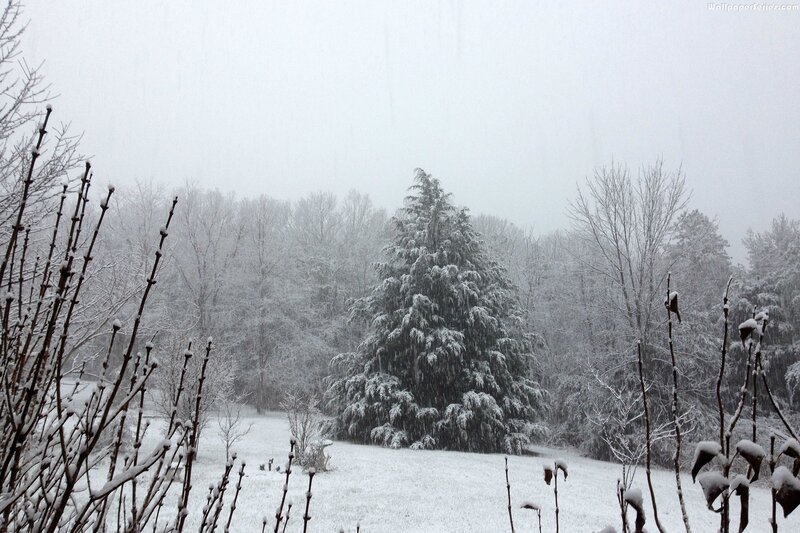 Snow-covered Evergreen Tree — White, Calm, Winter, Photograph, Bare Branches