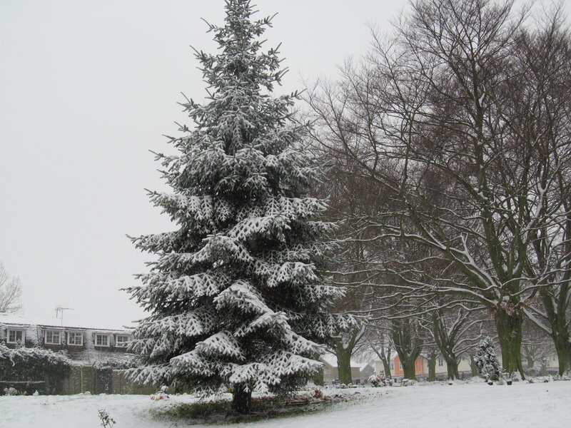 Snow-covered Evergreen Tree — White, Calm, Winter, Photograph, Bare Trees