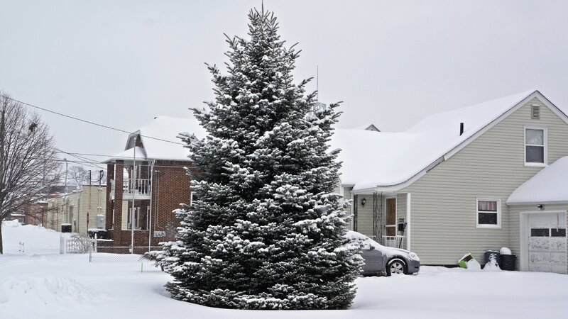 Snow-covered Evergreen Tree — White, Calm, Winter, Photograph, House, Car