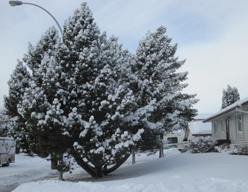 Snow-covered Evergreen Tree — White, Calm, Winter, Photograph, House, Street Light