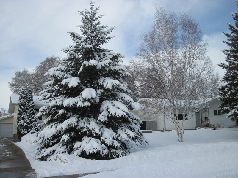 Snow-covered Evergreen Tree — White, Calm, Winter, Photograph, House