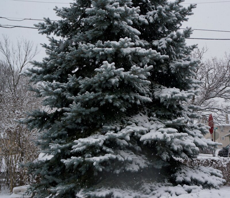 Snow-covered Evergreen Tree — White, Calm, Winter, Photograph, Snow
