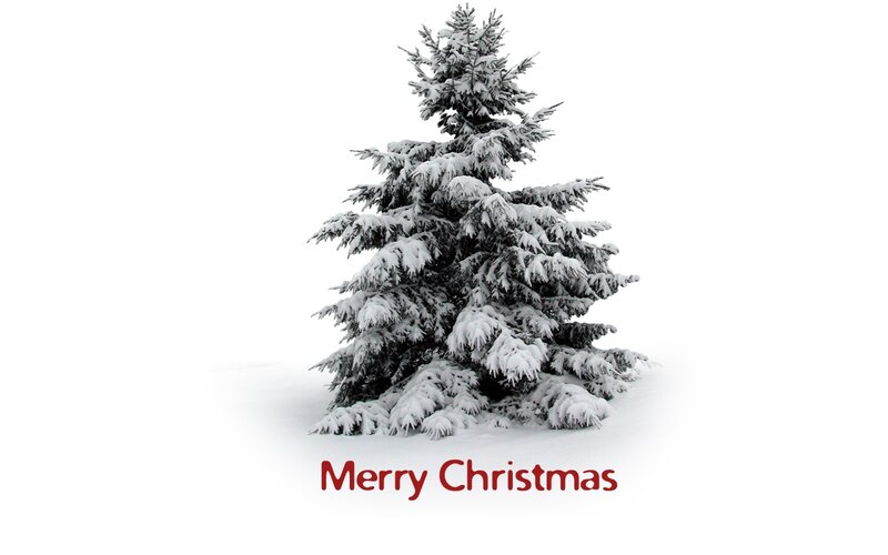 Snow-covered Evergreen Tree — White, Calm, Winter, Photograph