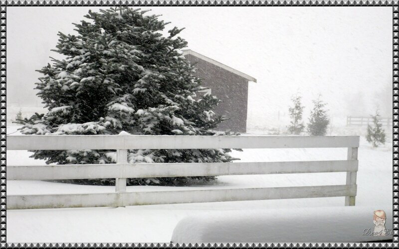 Snow-covered Evergreen Tree — White, Calm, Winter, Photograph, White Fence