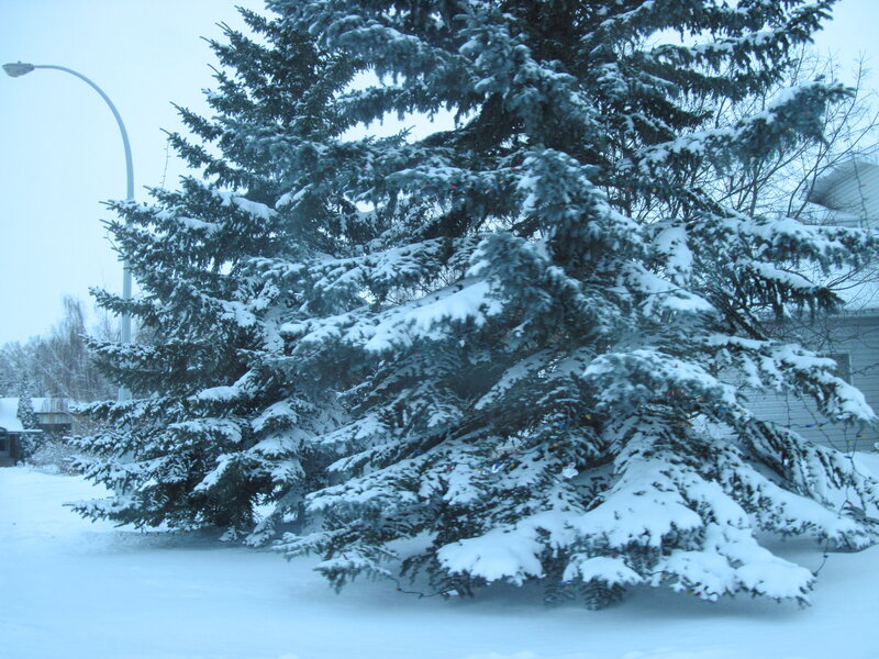 Snow-covered Evergreen Tree — White, Calm, Winter