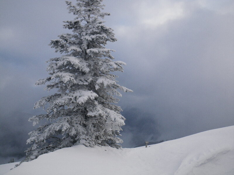 Snow-covered Evergreen Tree — White, Cold
