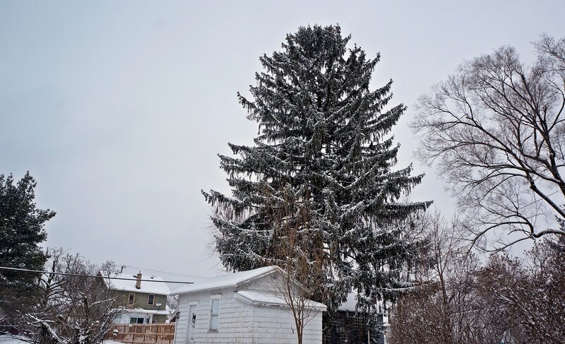 Snow-covered Evergreen Tree — White, Cold, Winter, Photograph, House