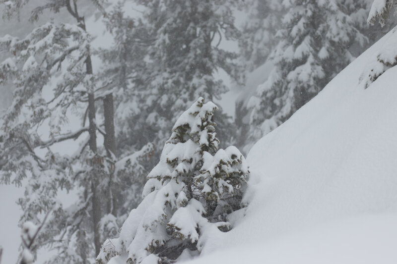 Snow-covered Evergreen Tree — White, Cold, Winter, Photograph, Snow
