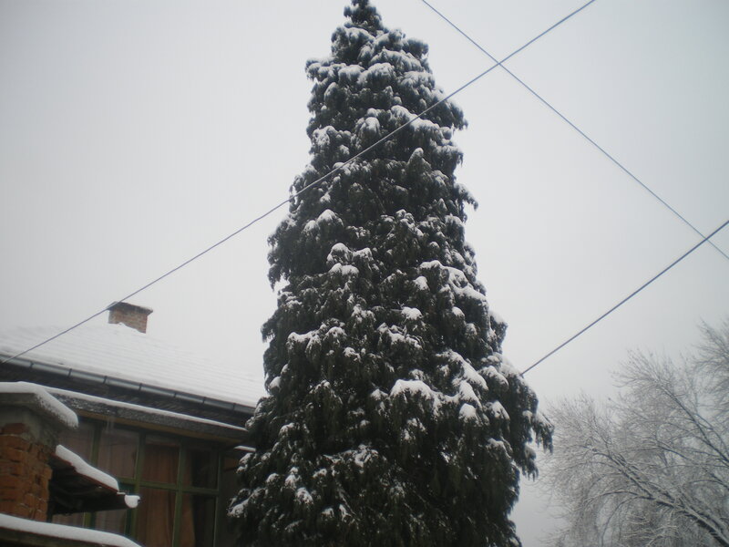 Snow-covered Evergreen Tree — White, Cold, Winter, Photograph