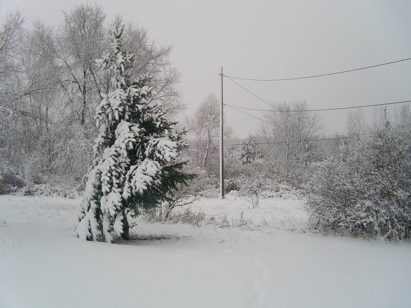 Snow-covered Evergreen Tree — White, Cold, Winter, Photograph, Trees
