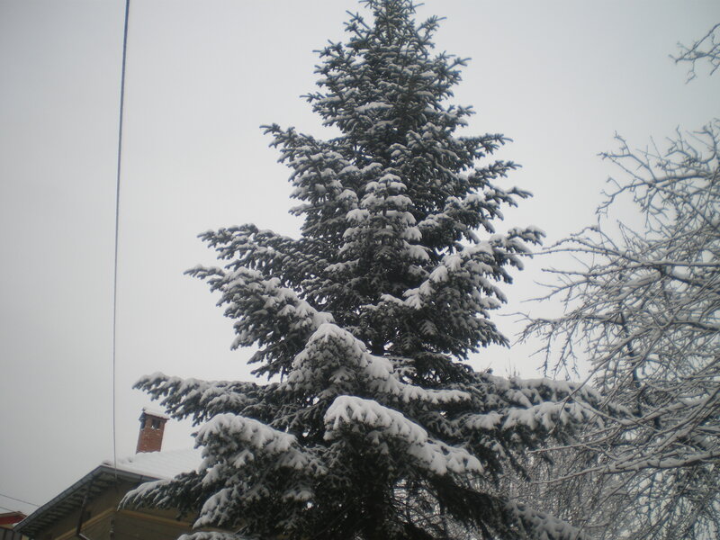 Snow-covered Evergreen Tree — White, Cold, Winter