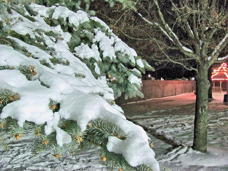 Snow-covered Evergreen Tree — White, Quiet