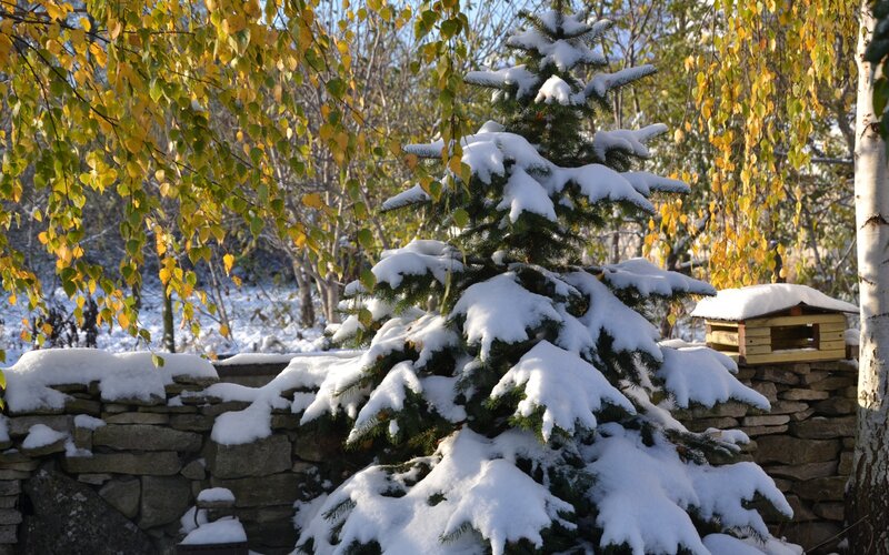 Snow-covered Evergreen Tree — White, Serene, Autumn