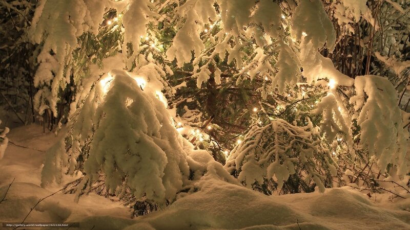 Snow-covered Evergreen Tree — White, Serene, Night, Photograph