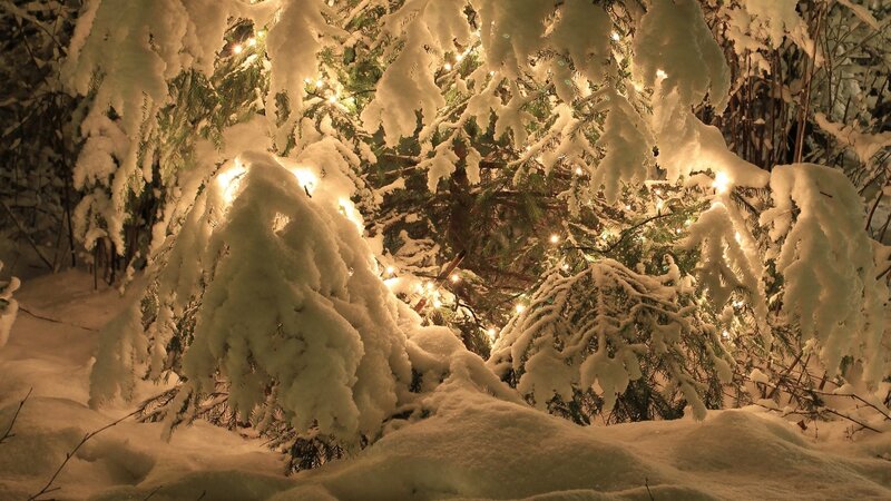 Snow-covered Evergreen Tree — White, Serene, Night