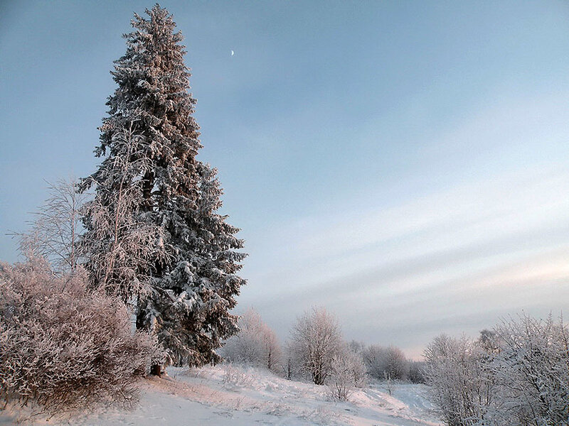 Snow-covered Evergreen Tree — White, Serene