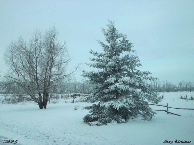 Snow-covered Evergreen Tree — White, Serene, Winter, Photograph, Bare Tree